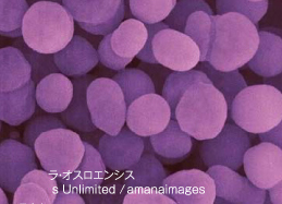 モラクセラ菌とは